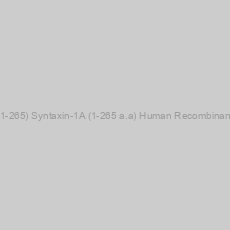 Image of STX1A (1-265) Syntaxin-1A (1-265 a.a) Human Recombinant Protein